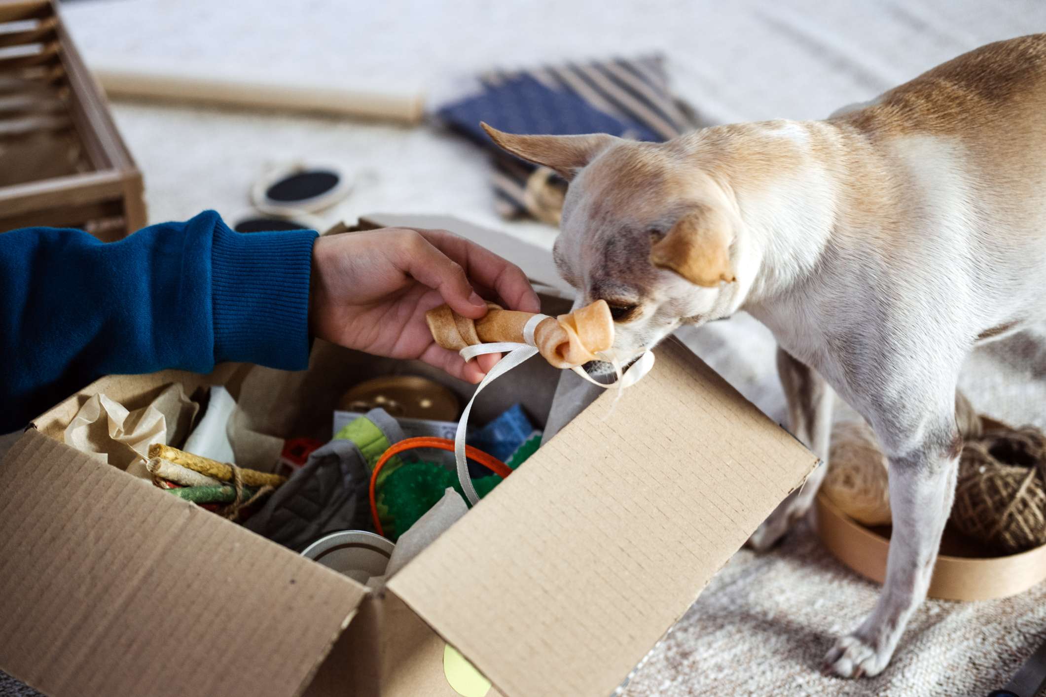 downsizing with pets